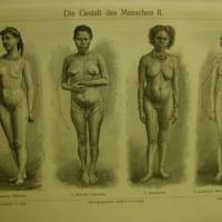 Original sw Holzstich 1906 -   Die Gestalt des Menschen II. - antike illustrierte Schautafel aus Meyers Konversationslex Bild 1