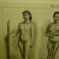 Original sw Holzstich 1906 -   Die Gestalt des Menschen II. - antike illustrierte Schautafel aus Meyers Konversationslex Bild 2
