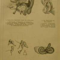 Original  Holzstich 1895 das Gehörorgan des Menschen Bild 1