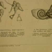 Original  Holzstich 1895 das Gehörorgan des Menschen Bild 2