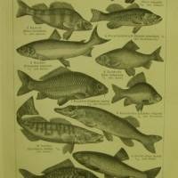 Originaldruck  von Meyers 1906  sw Holzstich  -   Teichfischerei Bild 1