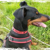 Individuell besticktes Hundehalsband Schwarz-Rot  – mit Klickverschluß – verstellbar Bild 2