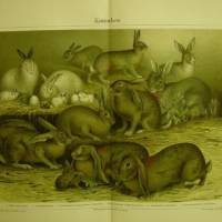 Original antike illustrierte Schautafel von 1906 Farblithographie-  Kaninchen Bild 1