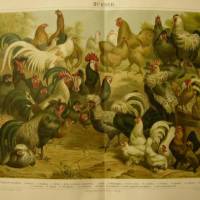 1895 Farblithographie -  Hühner,schöne Doppelseite mit verschiedenen Hühnern . Bild 1