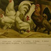 1895 Farblithographie -  Hühner,schöne Doppelseite mit verschiedenen Hühnern . Bild 2