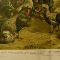 1895 Farblithographie -  Hühner,schöne Doppelseite mit verschiedenen Hühnern . Bild 3