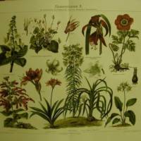 1906 Farblithographie- Zimmerpflanzen II. Bild 1