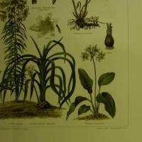 1906 Farblithographie- Zimmerpflanzen II. Bild 2