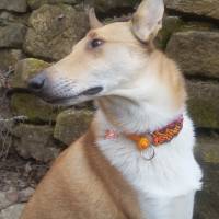 Hundehalsband 3,4 cm breit #Gassifriend ...mein Hund mein "BestFriend" Bild 5