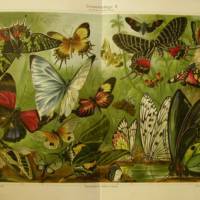 1909/1910 Farblithographie- Schmetterlinge II.,schöne Doppelseite mit verschiedenden Schmetterlinge Bild 1