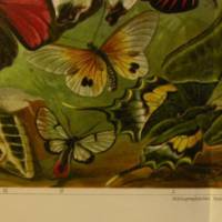 1909/1910 Farblithographie- Schmetterlinge II.,schöne Doppelseite mit verschiedenden Schmetterlinge Bild 2