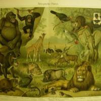 1906 Farblithographie-   Äthiopische Fauna -  Original antike illustrierte Schautafel aus Meyers Konversationslexikon Bild 1