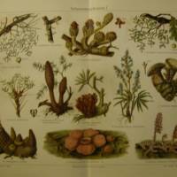 1909/1910 Farblithographie- Schmarotzerpflanzen I., schöne Doppelseite mit verschiedenden Pflanzen Bild 1