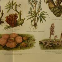 1909/1910 Farblithographie- Schmarotzerpflanzen I., schöne Doppelseite mit verschiedenden Pflanzen Bild 2