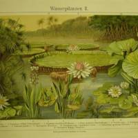 Original antike illustrierte Schautafel aus Meyers Konversationslexikon von 1906 Farblithographie- Wasserpflanzen II. Bild 1