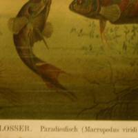 1897 Original  Farblithographie-Grossflosser Bild 2