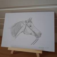 Zeichnung Pferd Pferdekopf Bild 1