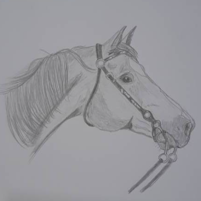 Zeichnung Pferd Pferdekopf
