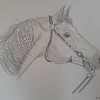 Zeichnung Pferd Pferdekopf Bild 2