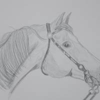 Zeichnung Pferd Pferdekopf Bild 3