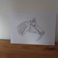 Zeichnung Pferd Pferdekopf Bild 4