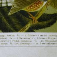 1897 Farblithographie-  Stubenvögel II. ,schöne Doppelseite mit verschiedenden Vögeln. Bild 2