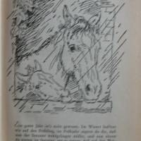 Die Unschuld zu Pferde, Erzählung Bild 2