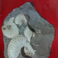 Fossilien - Urkunden vergangenen Lebens Bild 1