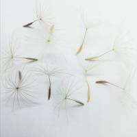 Bastelzubehör Wiesenbocksbart Pusteblumen getrocknet, 30 Schirmfliegersamen Bild 1
