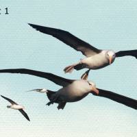 Faszination Albatros - Collage Leinwandbild Seevögel fliegen über dem Meer Vintage Style maritim Bild 5