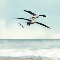 Faszination Albatros - Collage Leinwandbild Seevögel fliegen über dem Meer Vintage Style maritim Bild 6