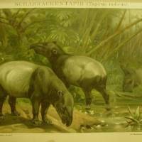 1895 Original  Farblithographie- Schabrackentapir (Tapirus indicus) Bild 1