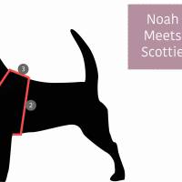 Hundegeschirr UNI-CORNI, pink und türkis, Einhorn, Chevron Muster, gefüttert mit Kunstleder, Hundeleine Bild 5