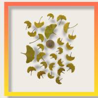 Bastelzubehör, Naturmaterial, 25 getrocknete Ginkgo Blätter klein, Schmuck neu Bild 1
