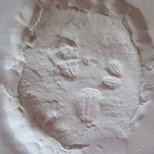 Trilobit Replik in Museums Qualität. Fossilien Abdruck, Nachbildung, Replikat, Paläontologie, Ausgrabung, Versteinerung Bild 1
