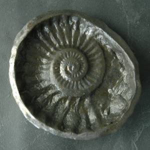 Ammoniten-Schälchen Schale Ammonit Replik Fossil Bild 2