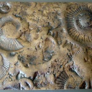 Ammoniten Replik in Museums Qualität. Paläontologie, Ausgrabung, Versteinerung Tierfossilien Leitfossilien Fossilien Tie Bild 1
