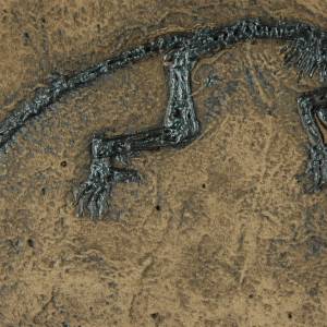 Fossil eines Säugers Ida Lemur Affe Replik in Museums Qualität. Tierfossilien Säugetiere Tier Tiere Fossilien Replikat N Bild 1