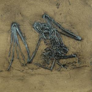 Fledermaus Fossil mit Föten Grube Messel; Säugetier, Tier Nachbildung in Museums Qualität; Fossilien Replikat, Abdruck T Bild 1