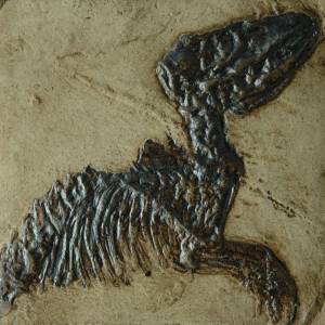 Fossile Replik eines Säugers. Tiere Fossilien Replikat Nachbildung Bild 1