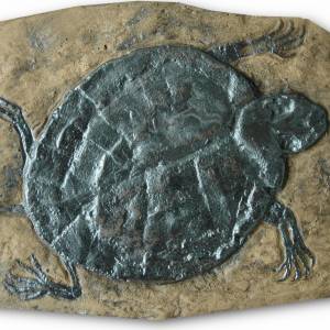Schildkröte Reptil Fossil; Tier Nachbildung in Museums Qualität; Fossilien Replikat, Abdruck Tierfossilien Tiere Reptili Bild 1