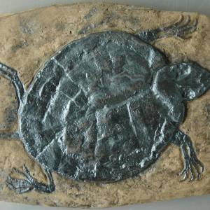 Schildkröte Reptil Fossil; Tier Nachbildung in Museums Qualität; Fossilien Replikat, Abdruck Tierfossilien Tiere Reptili Bild 2