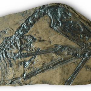 Fossil eines Flugsauriers Scaphognathus Replik in Museums Qualität; Tierfossilien, Fossilien, Nachbildung, Abdruck, Tier Bild 1