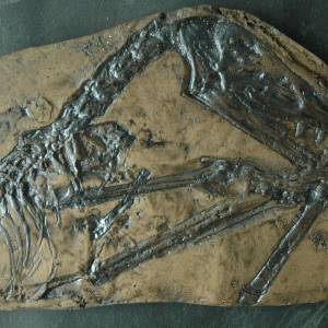 Fossil eines Flugsauriers Scaphognathus Replik in Museums Qualität; Tierfossilien, Fossilien, Nachbildung, Abdruck, Tier Bild 2
