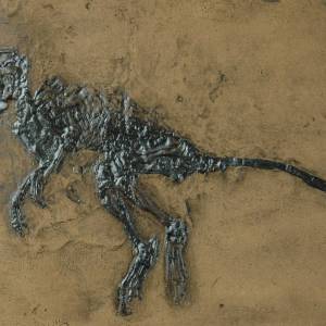 Fossil eines Säugers Macrocranion Replik in Museums Qualität. Tierfossilien Säugetiere Tier Tiere Fossilien Replikat Nac Bild 1