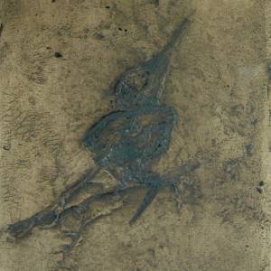 Orginal Fossile Replik eines Vogels; Fossilien Abdruck, Nachbildung, Replikat Tierfossilien Tier Tiere ausgestorben, Vög Bild 1