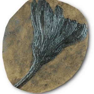 Replik einer Seelilie; Seestern Nachbildung in Museums Qualität, Fossilien Abdruck, Replikat, Pflanze, Tierfossilien Bild 1
