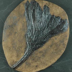 Replik einer Seelilie; Seestern Nachbildung in Museums Qualität, Fossilien Abdruck, Replikat, Pflanze, Tierfossilien Bild 2