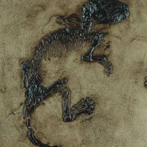 Fossil eines Säugers Miacis Replik in Museums Qualität. Tierfossilien Säugetiere Tier Tiere Fossilien Replikat Nachbildu Bild 1