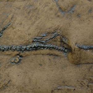 Salamander Reptil Fossil aus der Grube Messel; Echse, Eidechse, Tier, Nachbildung in Museums Qualität; Fossilien Replika Bild 1